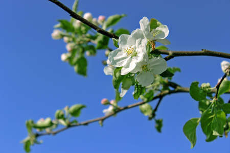 Apple blossom on a background of blue sky and branchesの写真素材