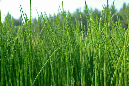 Horsetail thickets on background of sky and treesの写真素材