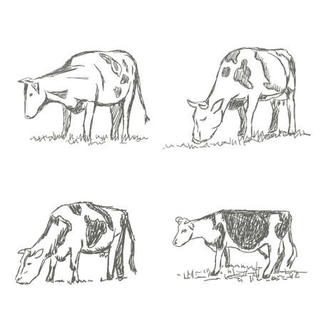 Cows grazing on meadow. Hand drawn illustration. Setのイラスト素材