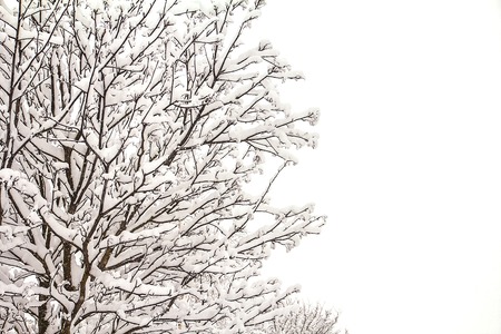 Branches of bushes in snow in the winter in cloudy snow weather.の写真素材