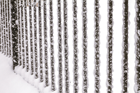 Lattice fence covered with snow. Winter time. Heavy snowfall.の写真素材