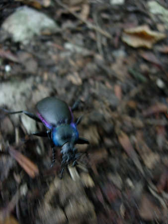 Running Bugの写真素材