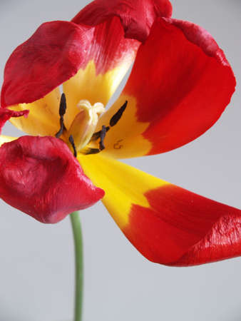 Tulipの写真素材