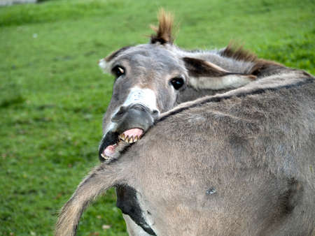 Funny donkey biting his tail looking cameraの写真素材