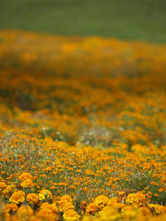 Marigold flowers meadow perspective during sunny day     の写真素材