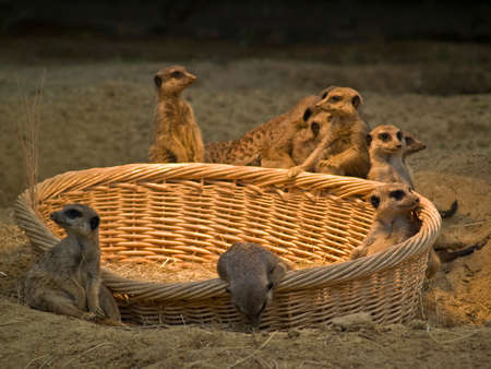 African ground squirrel xerini in the zooの写真素材