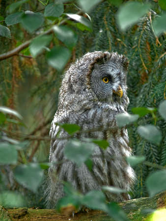 Big gray owl sitting on branch in forestの写真素材