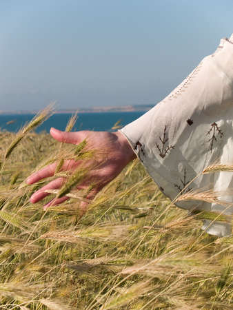  hand stroking yellow wheat in fieldの写真素材