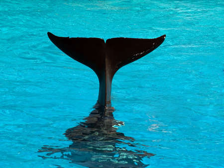 Tail of diving killer whale blue waterの写真素材