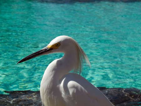 Hunting heron's head close-up near water poolの写真素材