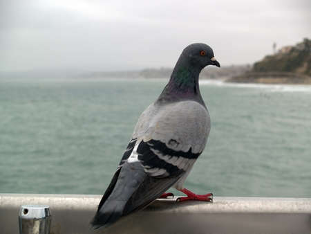 Pigeon sitting on hand rail on seashoreの写真素材