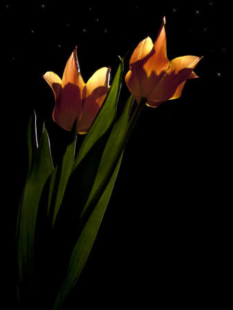Orange tulips illuminated by moon light in night