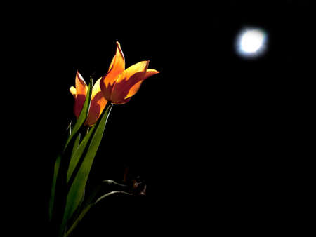 Orange tulips illuminated by moon light in nightの写真素材