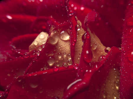 Beautiful red rose with water droplets close-upの写真素材