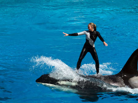 San Diego, California, october 6 2008: killer whale performance in Sea World aquatic parkのeditorial素材