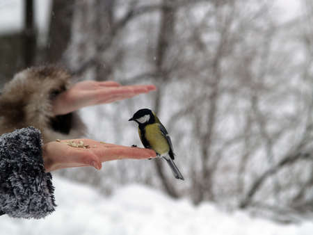 Small titmouse bird in women's hand winterの写真素材