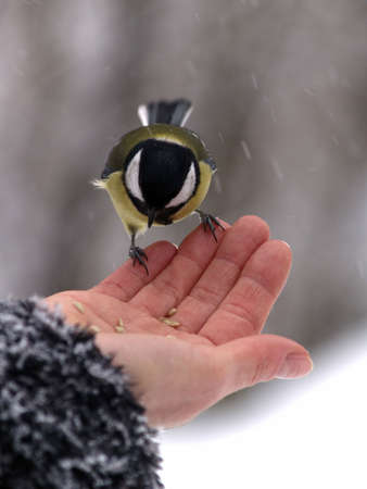 Small titmouse bird in women's hand winterの写真素材