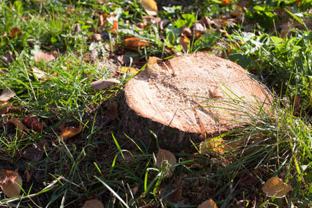 There is a stump on green grass surrounded by fallen leaves.