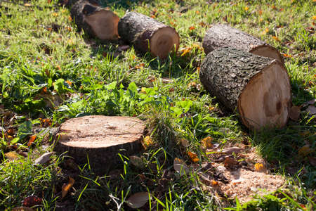 There is a stump on green grass surrounded by fallen leaves.