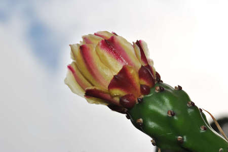 flower just appearingの写真素材