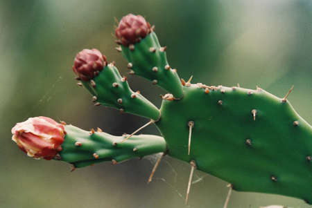 Thorny  plant with thick fleshy stems without leaves,  の写真素材