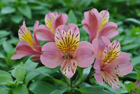 bunch of different colours flower with leavesの写真素材