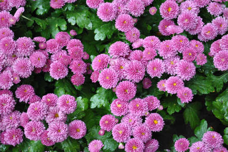 littel flower just bloomedの写真素材