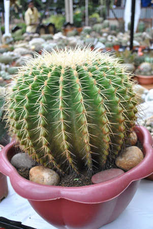 A plant having spinesの写真素材