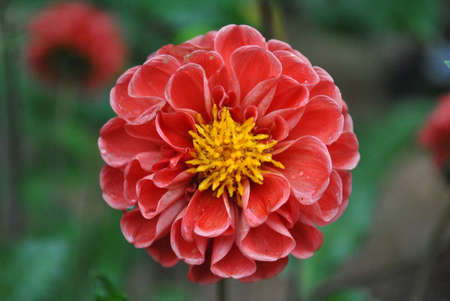  a flower of various colorの写真素材