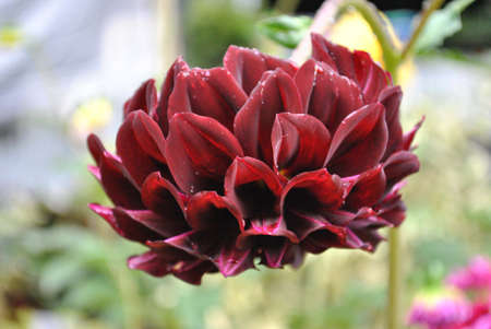 flower with bronish red colorの写真素材