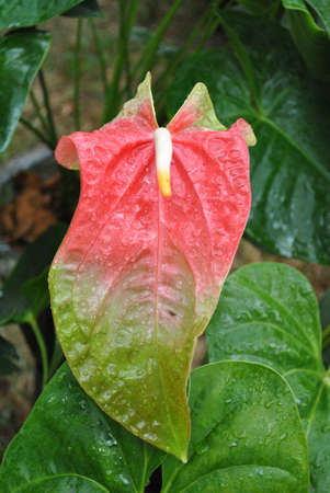 a flower with different colourの写真素材