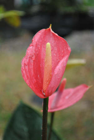 pink colour flower with rain dropsの写真素材