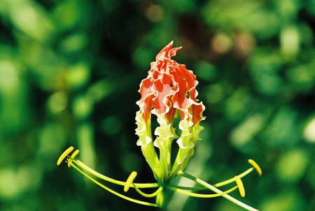 A pland that grows by itself without being cultivated its flowerの写真素材