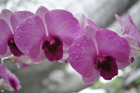 Flower with rain dropsの写真素材