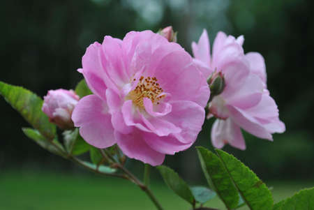 wild roseの写真素材