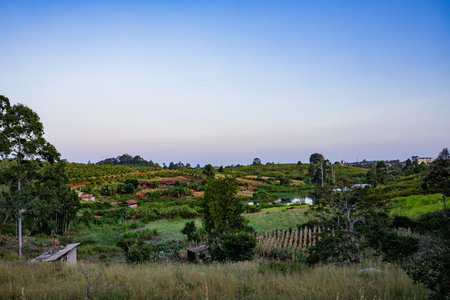 Landscape of tea plantation in the morning at Chiang Rai, Thailand.の写真素材