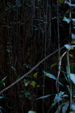 A low angle shot of a tree trunk in the middle of a forestの写真素材