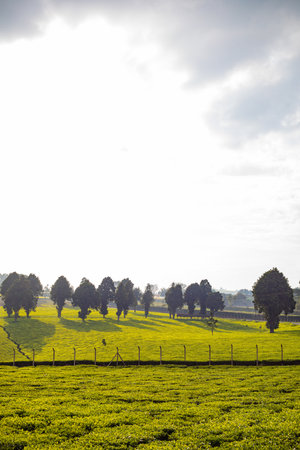 Tea plantation in Chiang Rai province, North of Thailand. Green tea plantation.の写真素材