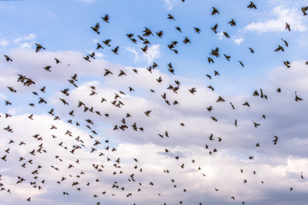 A flock of starlings is flying in the sky. A flock of starlings in the sky.の写真素材