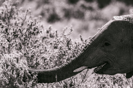 Elephant in Chobe National Park, Botswana, Africa.の写真素材