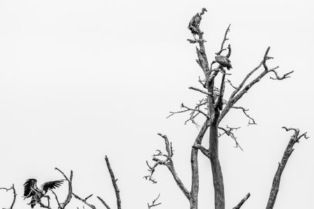 Black and white image of vultures perched on dead tree branches.の写真素材
