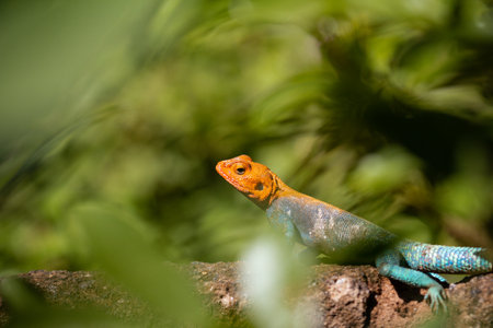A closeup shot of a blue and orange lizard on a rock
