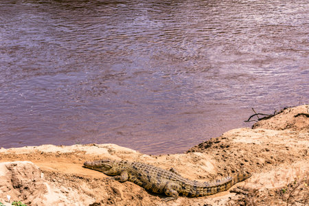 Crocodile resting on the bank of the Chobe River in Botswanaの写真素材