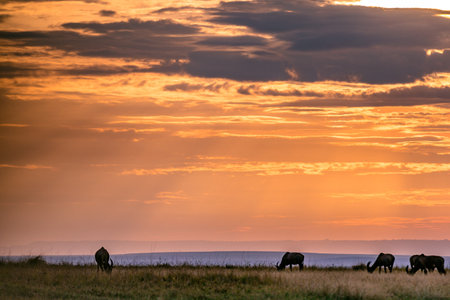 Sunset on the prairie with bison in the foreground.の写真素材