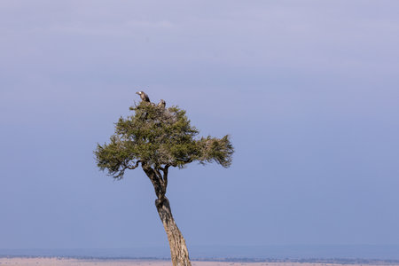 A bald eagle sits on top of a tree in Serengeti National Park, Tanzaniaの写真素材