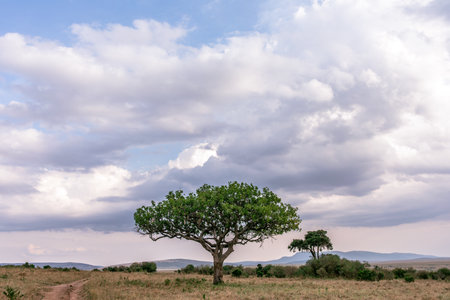 Lonely tree in Serengeti National Park, Tanzaniaの写真素材