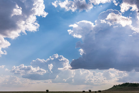 Cows graze in the steppe against the background of the sky with clouds.の写真素材