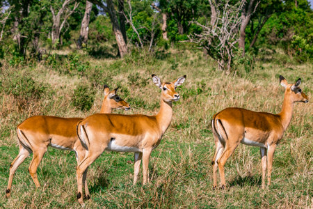 Impala antelope in Chobe National Park, Botswana, Africaの写真素材