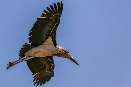 Marabou Stork (Mycteria americana) in flightの写真素材