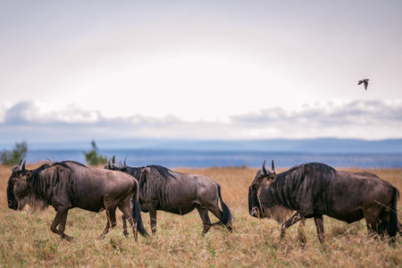 Blue wildebeest (Connochaetes taurinus) in Serengeti National Park, Tanzaniaの写真素材